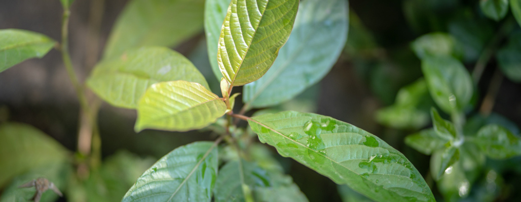 guayusa