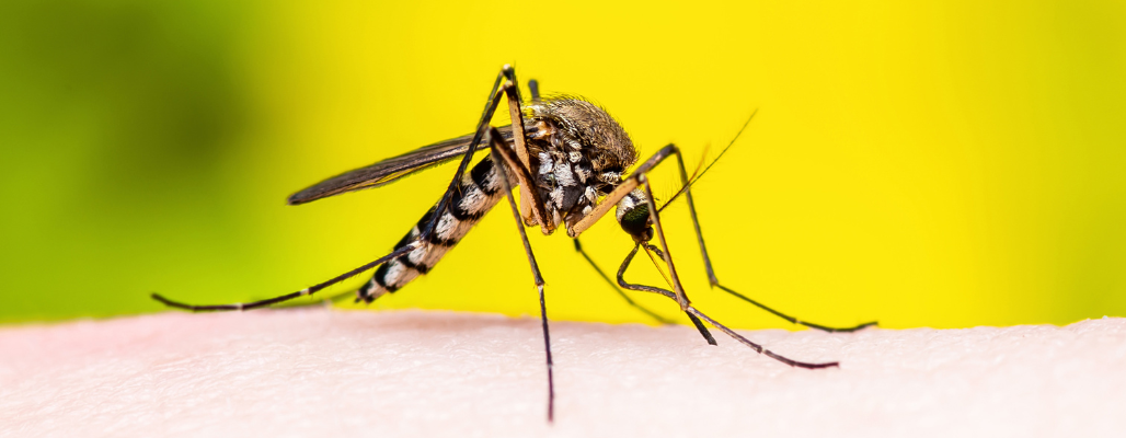 ¿Sabes qué es la malaria?