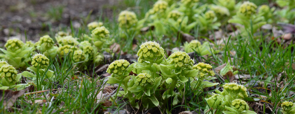 Butterbur