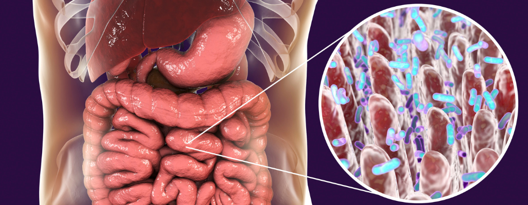 Microbiota intestinal: tu segundo cerebro empieza en el intestino