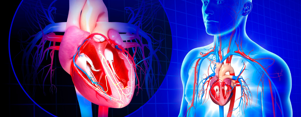 El corazón: motor de vida y su cuidado desde la medicina funcional
