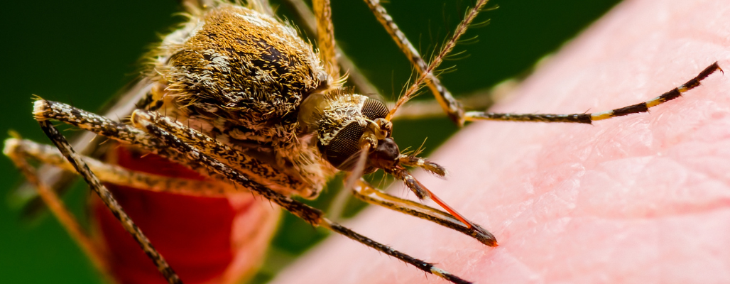 Paludismo: Conociendo, previniendo y apoyando la recuperación