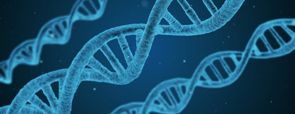 ADN: Nuestras instrucciones biológicas