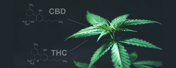 CBD vs THC