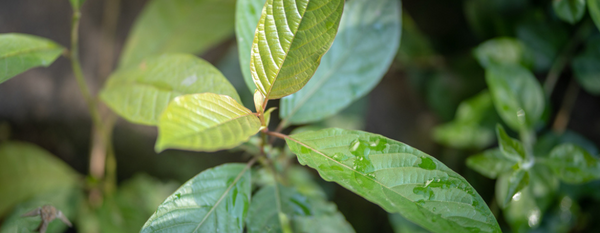 Guayusa