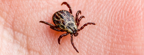 La enfermedad de Lyme: comprendiendo sus causas y tratamiento funcional