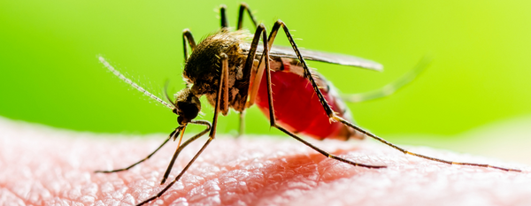Dengue: Prevención y recuperación desde la medicina funcional