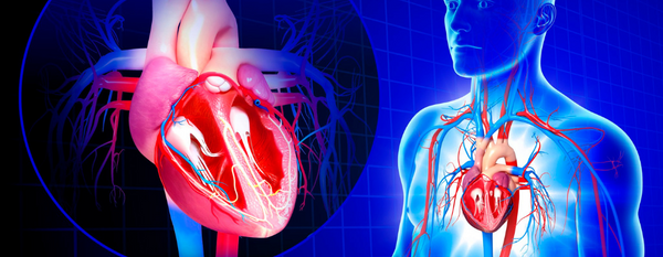 El corazón: motor de vida y su cuidado desde la medicina funcional