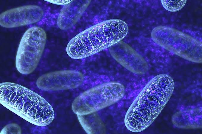 Salud mitocondrial: el verdadero origen de tu energía, metabolismo y longevidad
